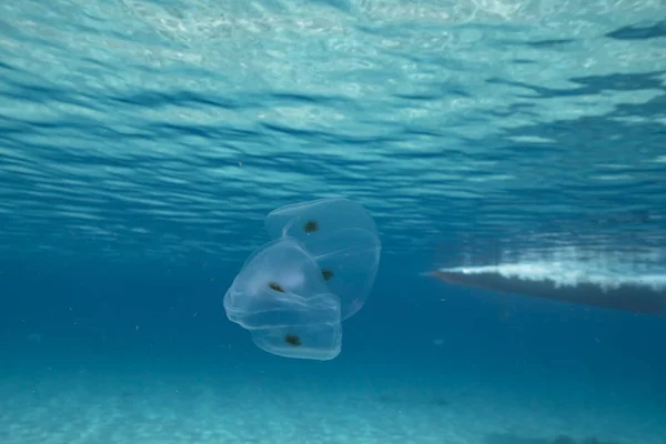 Zeegezicht Met Spot Winged Comb Jelly Het Turquoise Water Van — Stockfoto