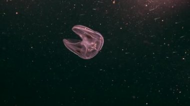 Gece çekimi: Karayip Denizi mercan kayalıklarında parlayan benekli taraklı denizanası, Curacao