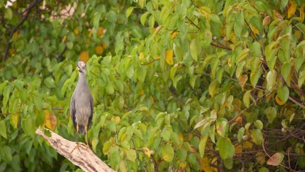 Super Slow 120Fps Night Heron Bird Caribbean Curacao — 비디오