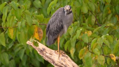 Super Slow Motion 4K 120fps: Karayiplerdeki Gece Balıkçıl Kuşu - Curacao