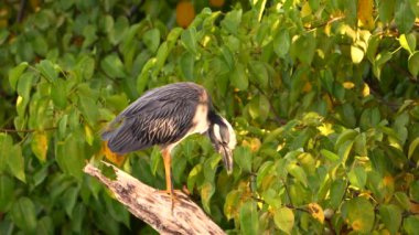 Super Slow Motion 4K 120fps: Karayiplerdeki Gece Balıkçıl Kuşu - Curacao