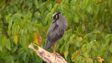 Super Slow Motion 4K 120fps: Karayiplerdeki Gece Balıkçıl Kuşu - Curacao