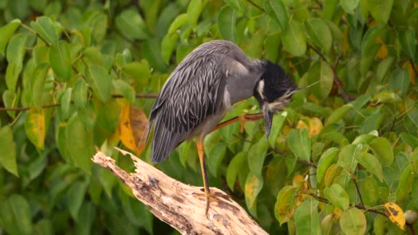 Super Slow 120Fps Night Heron Bird Caribbean Curacao — 비디오