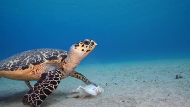 Paisaje Marino Con Tortuga Carey Arrecife Coral Del Mar Caribe — Vídeo de stock