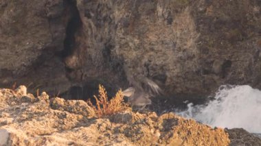 Super Slow Motion 4K 120fps: Curacao çevresindeki Karayip Okyanusunda Kahverengi Pelikan Kuşu