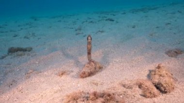 4K 120 fps Super Slow Motion: Mercan resifinin kumlu zemininde deniz atı, Karayip Denizi, Curacao