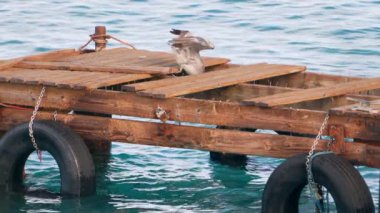 Super Slow Motion 4K 120fps: Curacao çevresindeki Karayip Okyanusunda Kahverengi Pelikan Kuşu