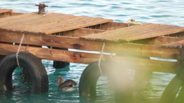 Super Slow Motion 4K 120fps: Curacao çevresindeki Karayip Okyanusunda Kahverengi Pelikan Kuşu