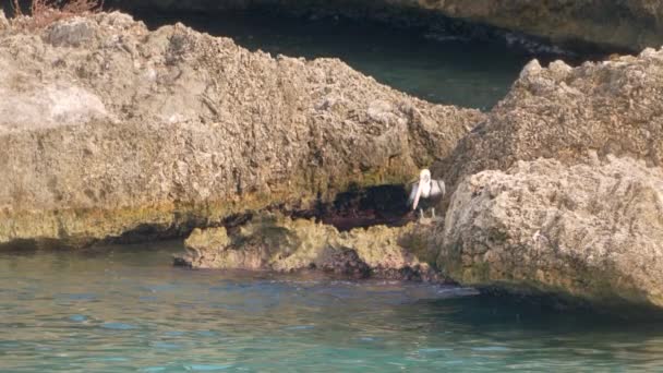 Vida Selvagem Movimento Super Lento 120Fps Pássaro Pelicano Marrom Oceano — Vídeo de Stock