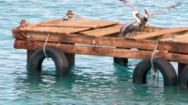 Vida Selvagem Movimento Super Lento 120Fps Pássaro Pelicano Marrom Oceano — Vídeo de Stock
