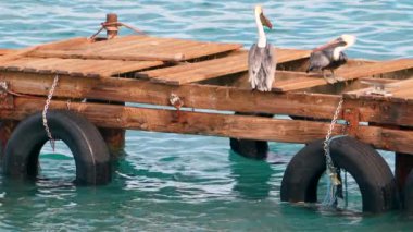 Super Slow Motion 4K 120fps: Curacao çevresindeki Karayip Okyanusunda Kahverengi Pelikan Kuşu