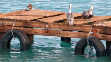 Super Slow Motion 4K 120fps: Curacao çevresindeki Karayip Okyanusunda Kahverengi Pelikan Kuşu