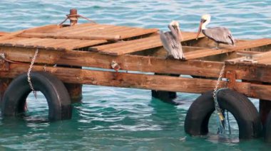 Super Slow Motion 4K 120fps: Curacao çevresindeki Karayip Okyanusunda Kahverengi Pelikan Kuşu