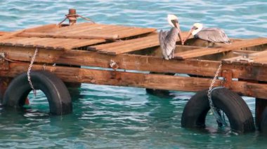 Super Slow Motion 4K 120fps: Curacao çevresindeki Karayip Okyanusunda Kahverengi Pelikan Kuşu