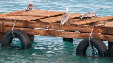 Super Slow Motion 4K 120fps: Curacao çevresindeki Karayip Okyanusunda Kahverengi Pelikan Kuşu