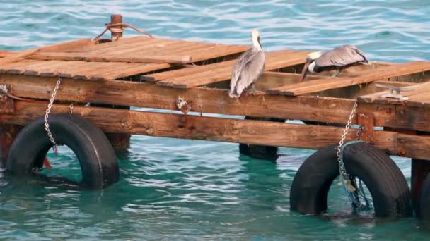 Super Slow Motion 120Fps Curacao Çevresindeki Karayip Okyanusunda Kahverengi Pelikan — Stok video