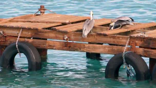 Άγρια Φύση Σούπερ Αργή Κίνηση 120Fps Brown Pelican Πουλί Στην — Αρχείο Βίντεο