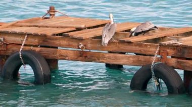 Super Slow Motion 4K 120fps: Curacao çevresindeki Karayip Okyanusunda Kahverengi Pelikan Kuşu