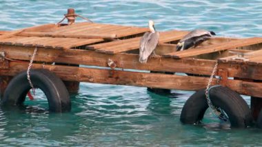 Super Slow Motion 4K 120fps: Curacao çevresindeki Karayip Okyanusunda Kahverengi Pelikan Kuşu