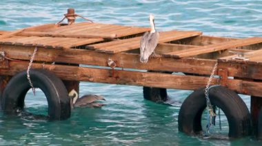 Super Slow Motion 4K 120fps: Curacao çevresindeki Karayip Okyanusunda Kahverengi Pelikan Kuşu