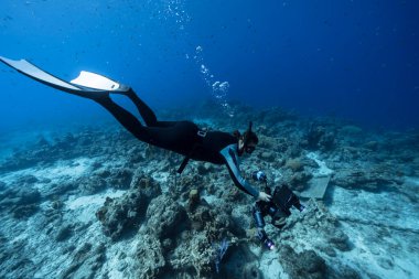 Serbest dalgıç Curacao çevresindeki Karayip Denizi 'nin mercan kayalıklarında yüzüyor.