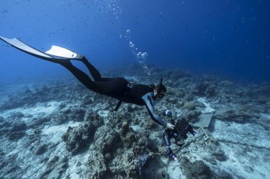 Serbest dalgıç Curacao çevresindeki Karayip Denizi 'nin mercan kayalıklarında yüzüyor.