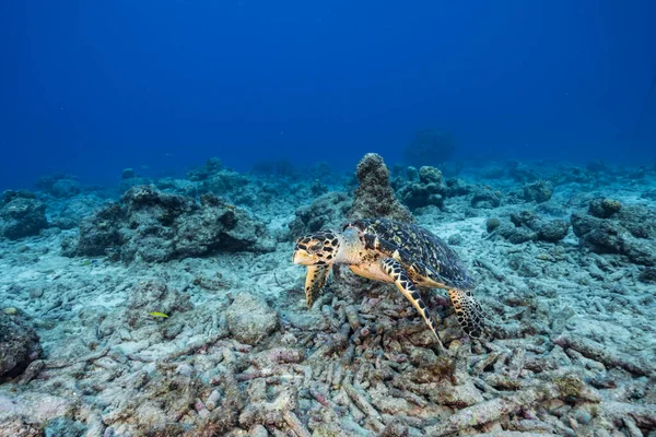 Przylądek Żółwiem Morskim Hawksbill Rafie Koralowej Morza Karaibskiego Curacao — Zdjęcie stockowe