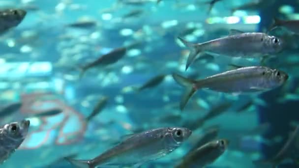 Een school van alewives zwemmen door. — Stockvideo