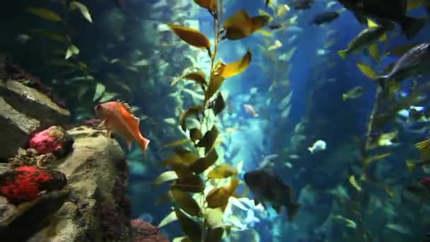 Vis drijven door kelp in pacific kelp bossen — Stockvideo