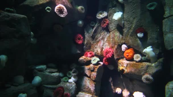 Colorful Sea Anemones in an underwater scene — Stock Video