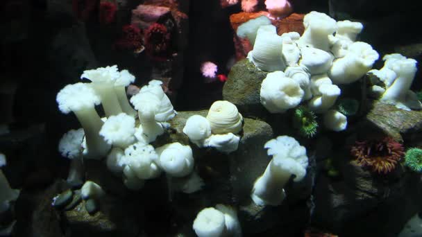 Een kolonie van reus wit-gepluimde anemone, een onderwater zeeanemonen — Stockvideo