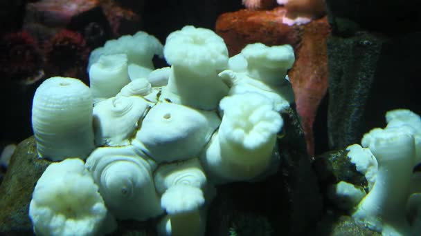 Eine Kolonie weißer Seeanemonen, ein Unterwasserblick — Stockvideo