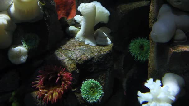 En underwater scen av färgglada anemoner — Stockvideo