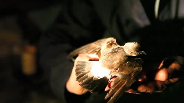 "banding" british-storm stormvogels, oceanites oceanicus. — Stockvideo