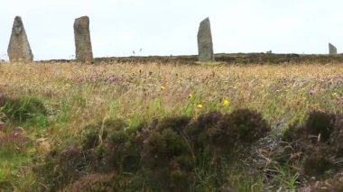 heather ve kır çiçekleri, brodgar, orkney, İskoçya yüzükle