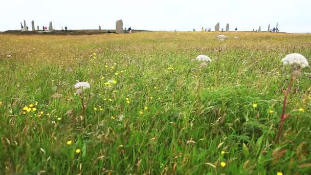 Kruh v brodgar, Orkneje, Skotsko s květy v popředí — Stock video