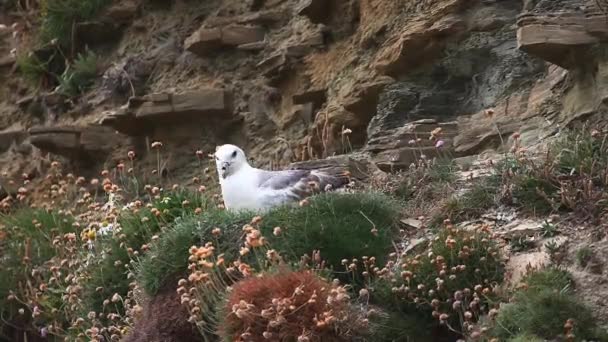 Northern Fulmar, Fulmarus glacialis, from Orkney, Scotland — Stock Video