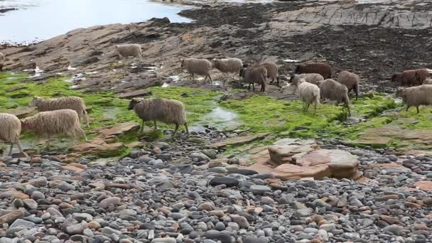 Moutons en North Ronaldsay Orkney, Écosse — Video