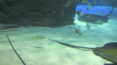 Manta ışınları Yüzme