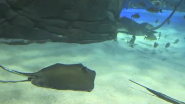 manta ışınları büyük bir grup