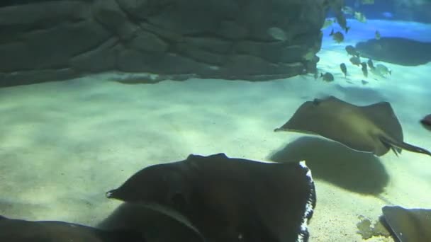 Eine große Gruppe schwimmender Mantarochen — Stockvideo