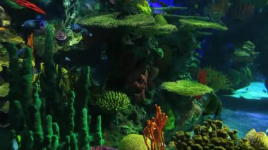 renkli mercan çok sayıda tropikal balık yüzmek