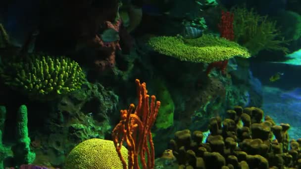 Colorful Tropical Fish swim in beautiful coral — Stock Video