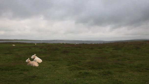 Пара овец в Оркни, Шотландия — стоковое видео