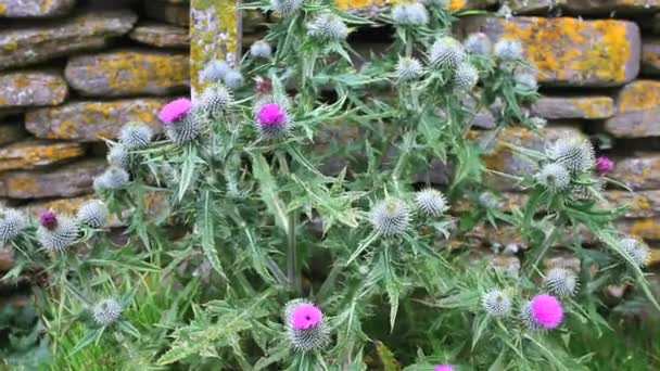 Onopordum acanthium (Cardo de algodón, Cardo escocés ) — Vídeos de Stock