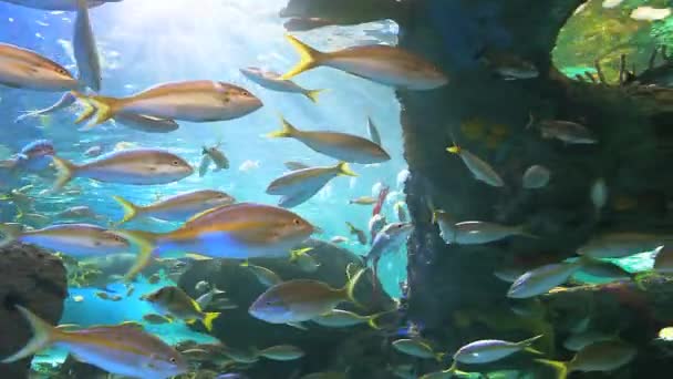 Yellowtailed Snapper nadar con otros peces tropicales en un arrecife de coral — Vídeo de stock