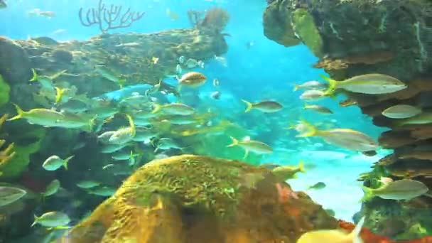 Bir mercan kayalığı ile Yüzme yellowtailed balığı — Stok video