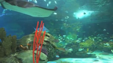 büyük mercan resif köpekbalığı