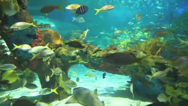 Zabrudzone kolorowe rafy koralowe z dużej liczby ryb tropikalnych i rekiny — Wideo stockowe