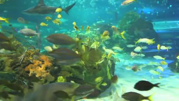 Récifs incrustés de corail coloré avec un grand nombre de poissons tropicaux — Video